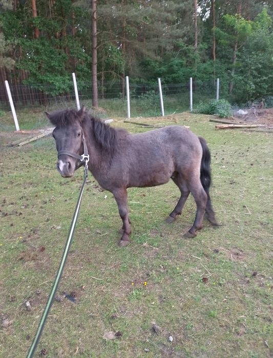 Sprzedam 2 letniego konia kuc ogier