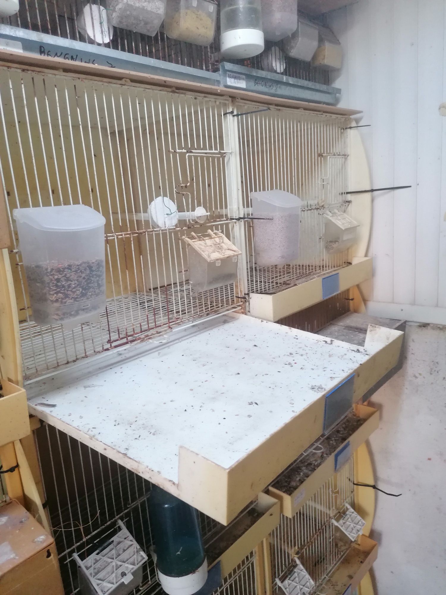 Lote de pássaros