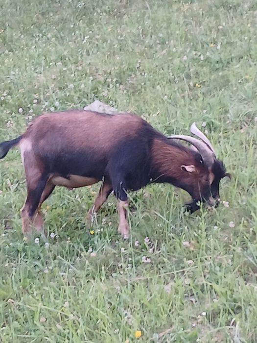 Камерунський цап