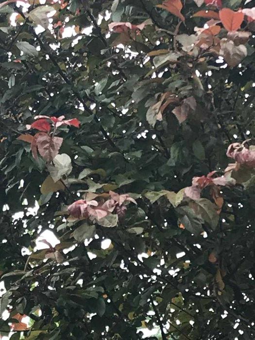 Drzewa ogrodowe: Brzoza brodawkowata "Purpurea"