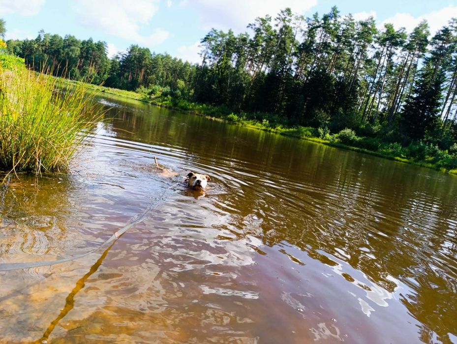 Amstaff Tytan wciąż bez domu