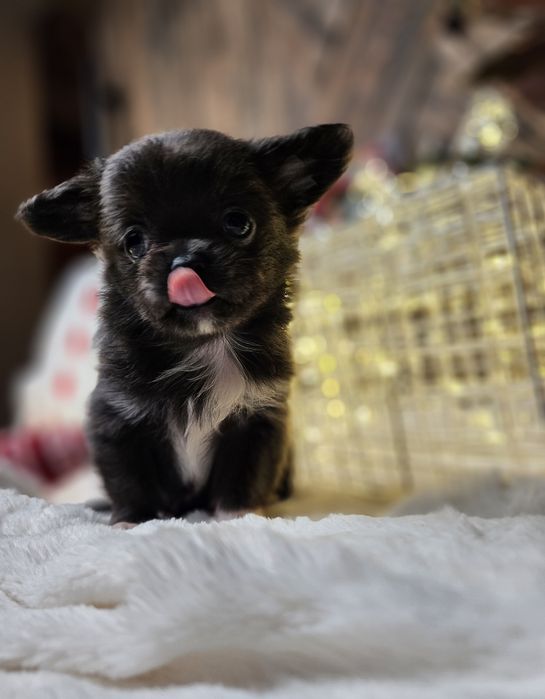 Chihuahua piękny niebieski chłopczyk