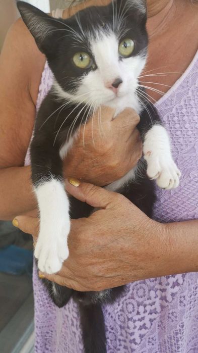 Gatinhos Para adoção