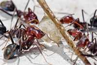 Продам австралийского редкого муравья Iridomyrmex purpureus! Муравьи