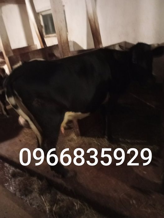 Продається добра корова