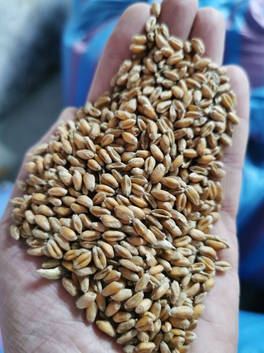 Pszenica ozima Banatus