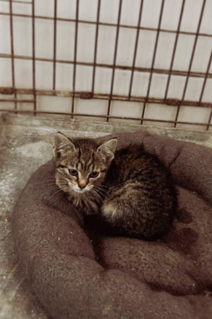 Kotka do adopcji