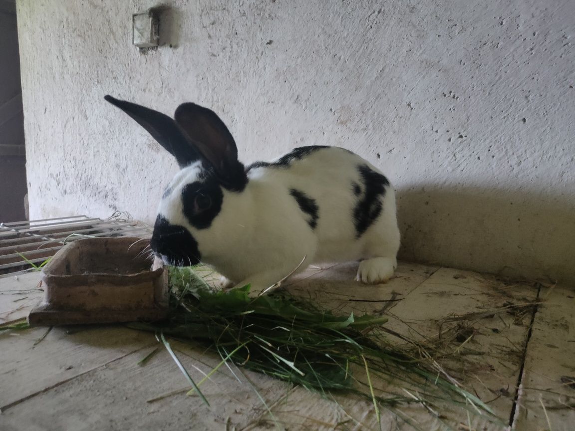 Młode samica srokata