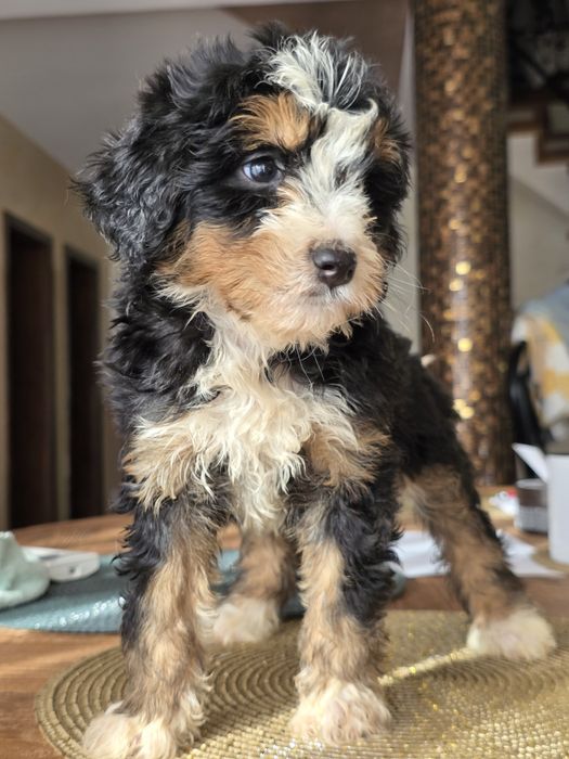 Aussiedoodle Bernedoodle sliczna dziewczynka