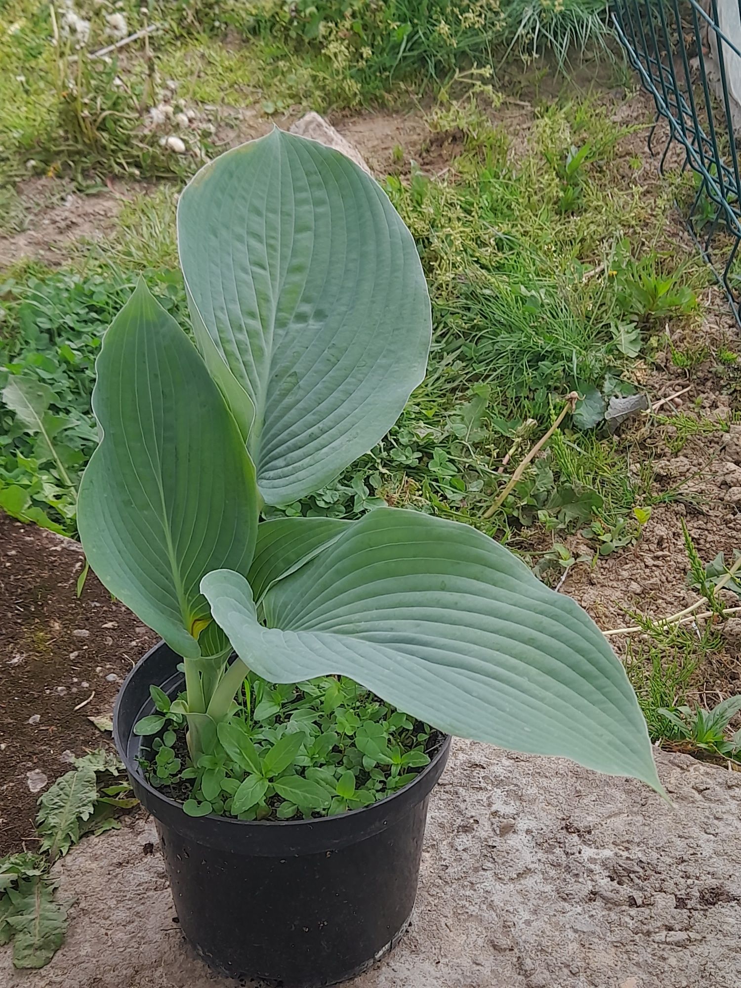 Hosta , funkia w odmianach 10+ 1 gratis