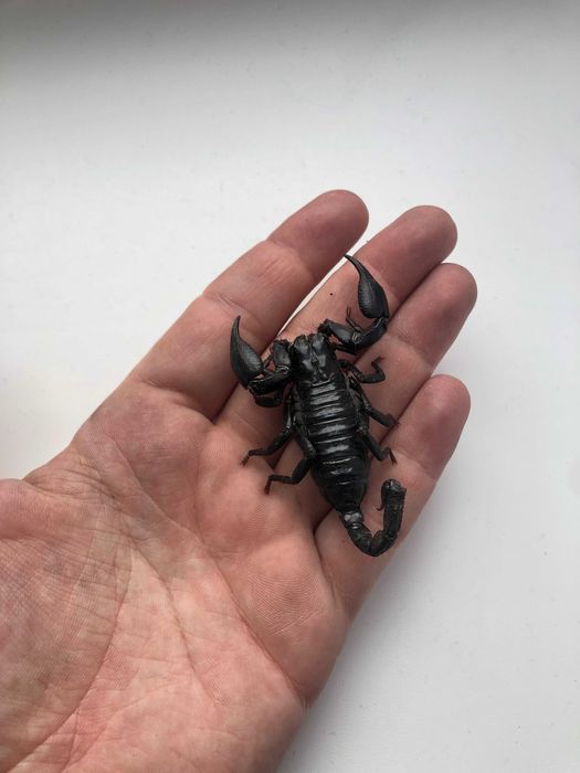 skorpion dla początkujących H.silenus l3/4