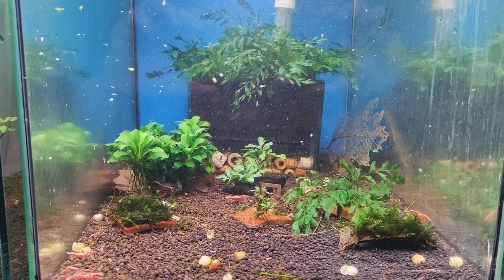 Akwarium z życiem krewetki rośliny