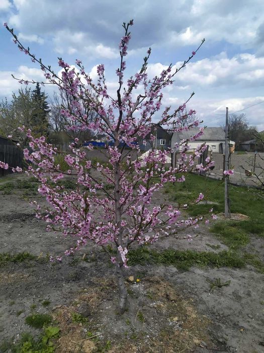 Обрізка плодових дерев, послуги садівника, зріз дерев