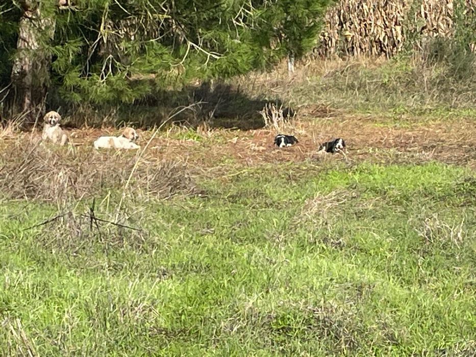 Cadelinha para adoção