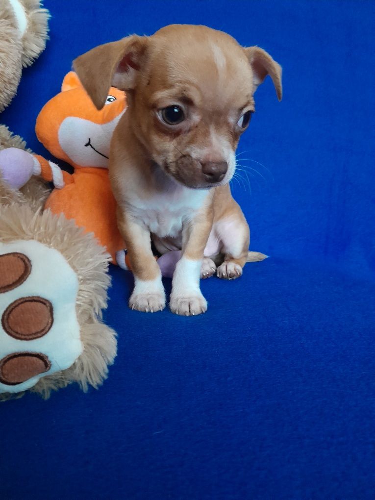 Chihuahua - piesek