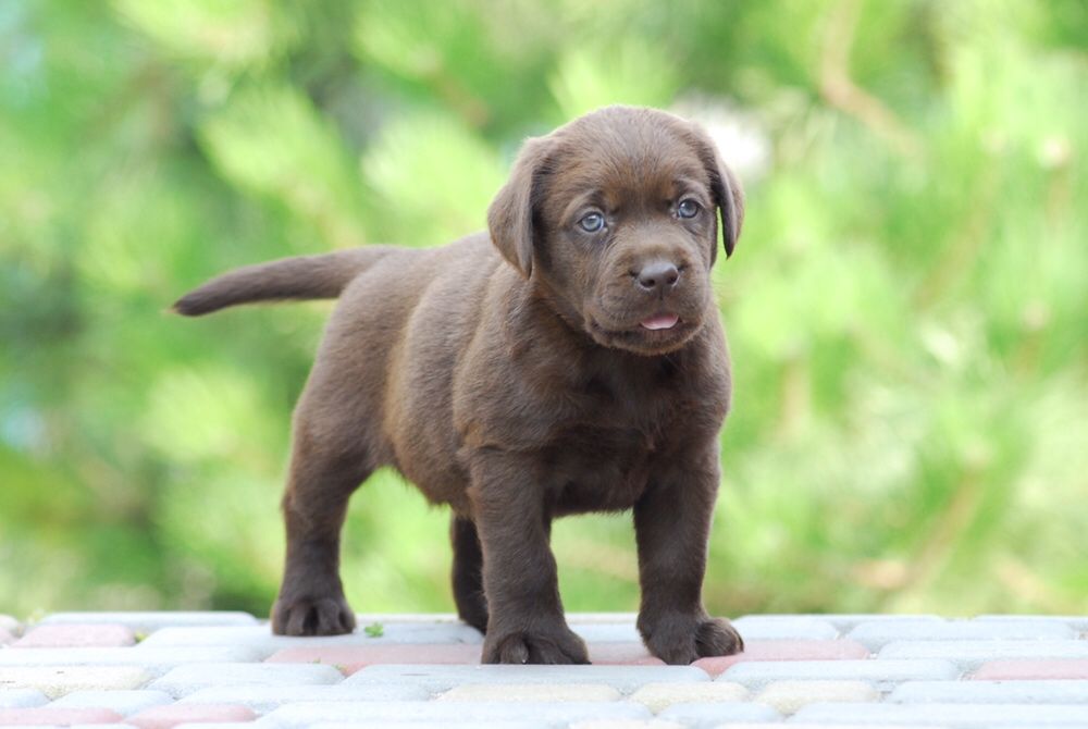 Лабрадор ретривер крутой малыш.