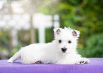 West Highland White Terrier szczeniak suczka