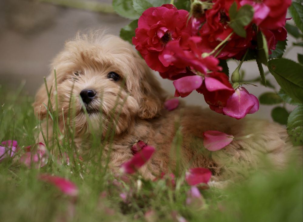 Śliczne szczenięta maltipoo