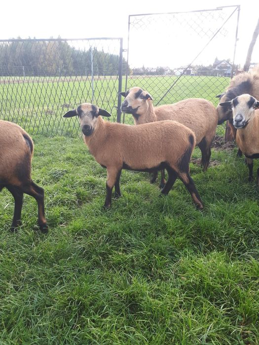 Baranek młody barbados kameruński