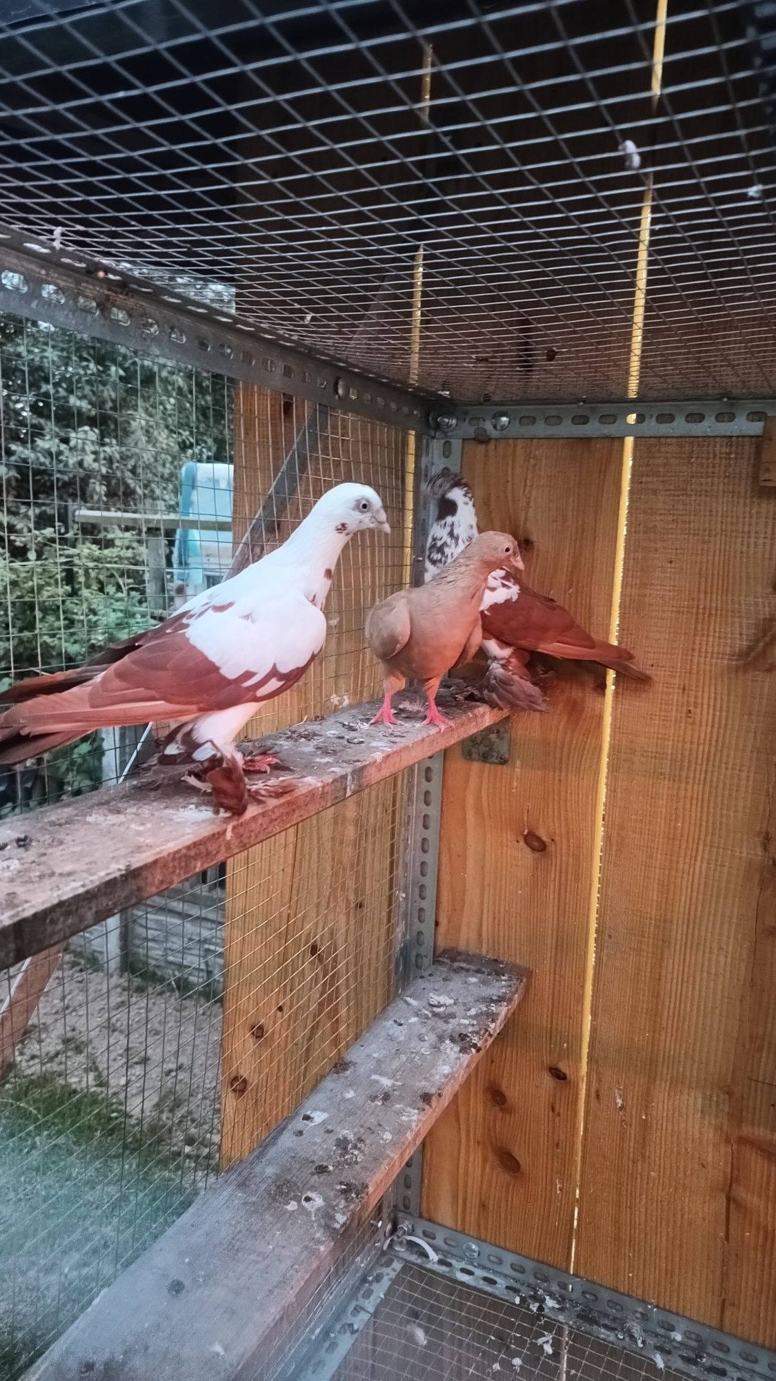 Golebie ozdobne wiedyny