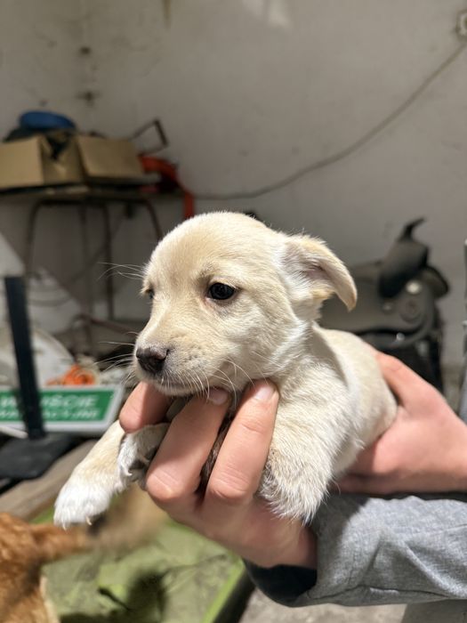 Mały piesek szuka nowego domu!