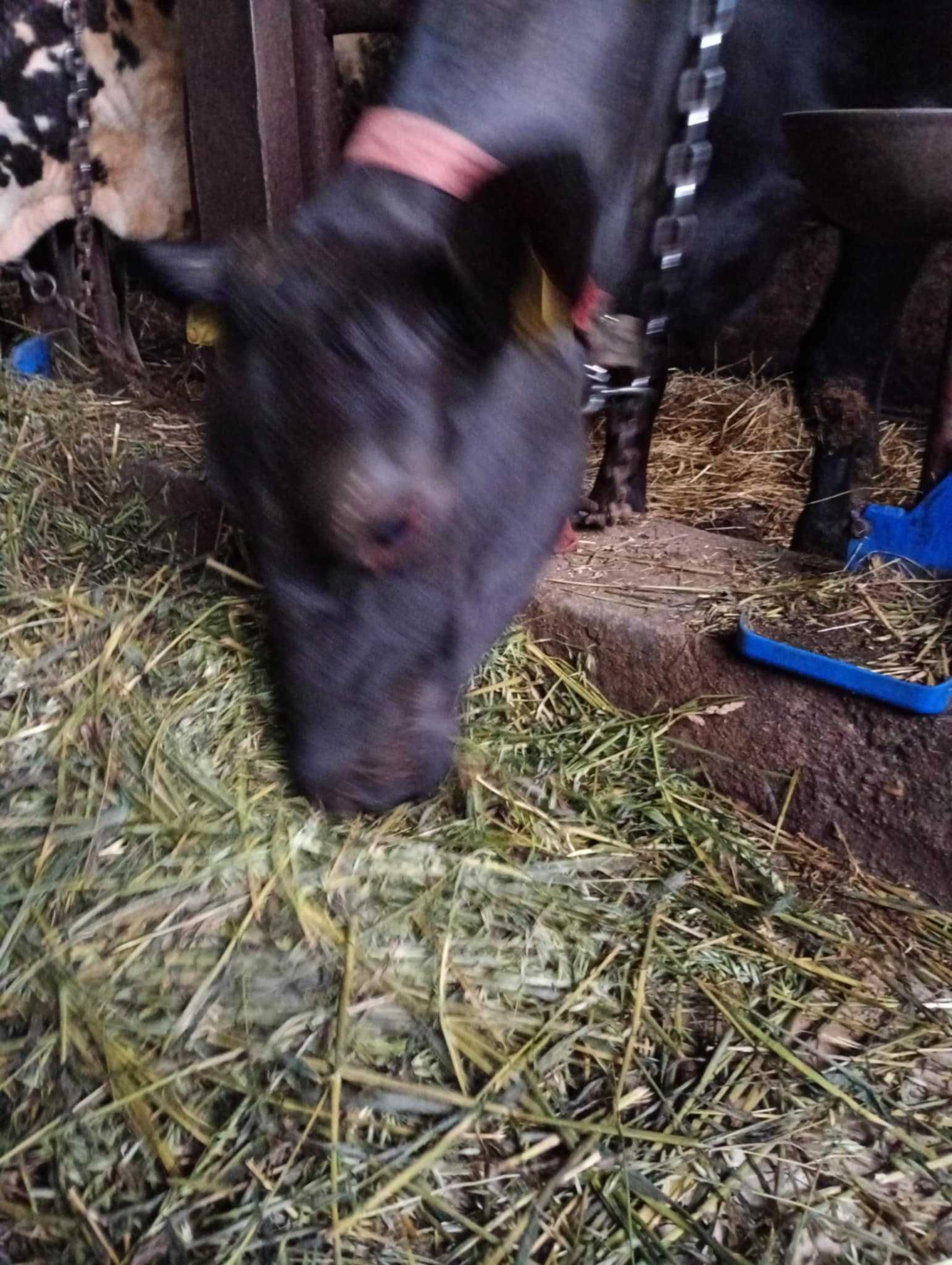 Zacielona  Krowa angus