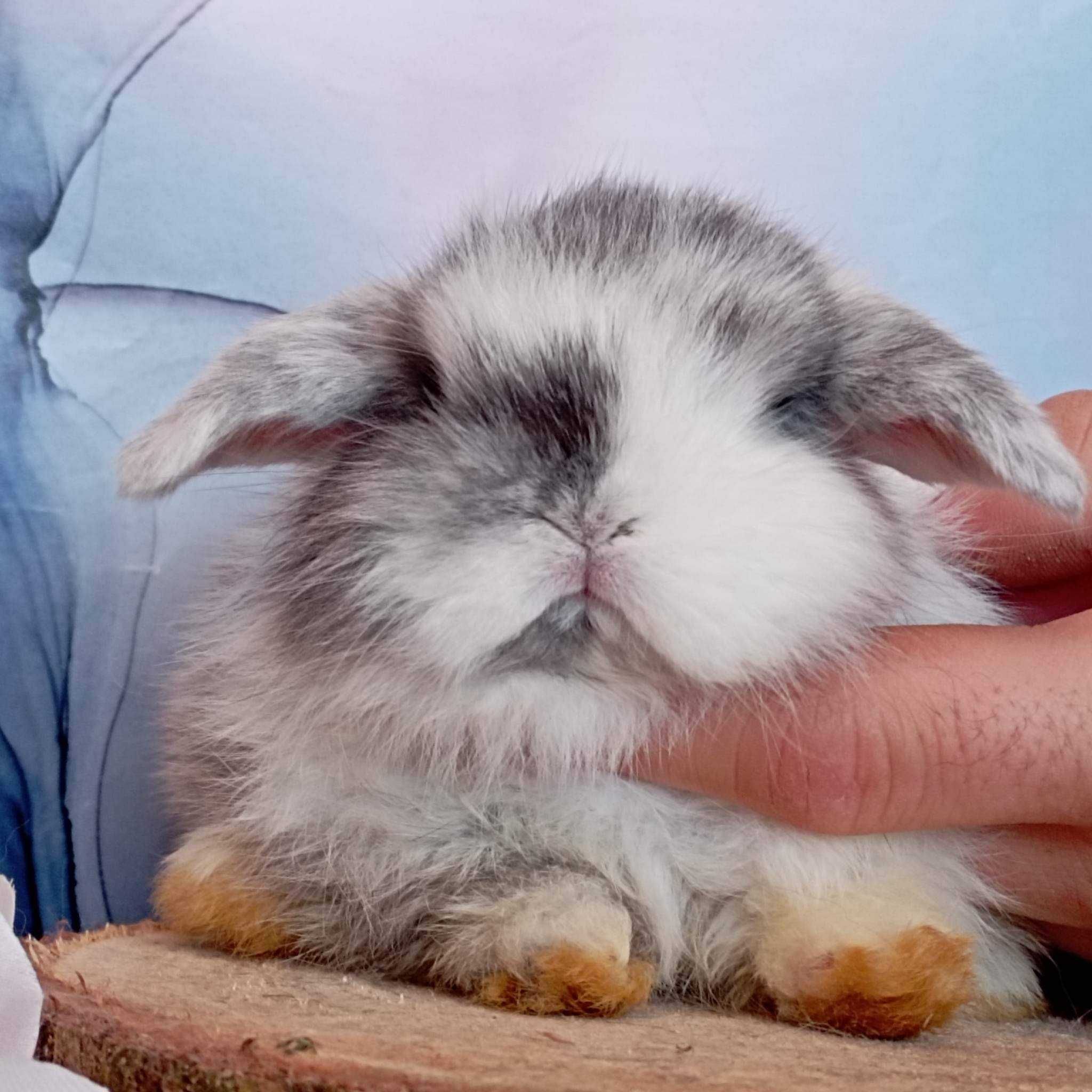 Mini lop karzełek Teddy hodowla zarejestrowana