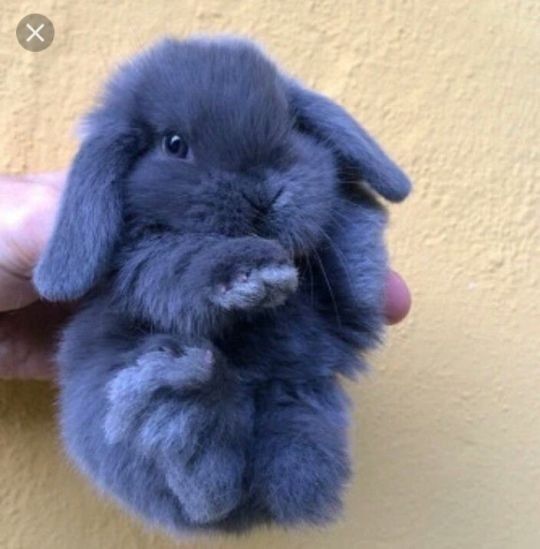 Królik karzełek baranek niebieski mini lop