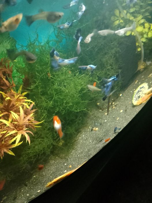 Sprzedam gubiki metal blue japan