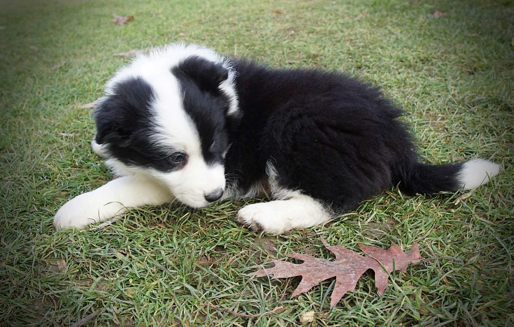 Border collie piesek czarno biały gotowy do odbioru