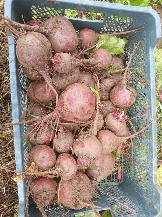 Warzywa buraczki,marchew ,fasolka żółta