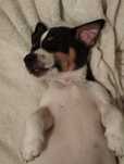 Jack Russell Terrier
