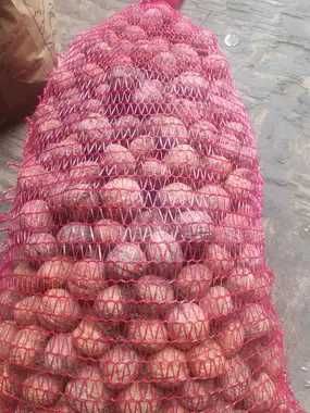 Orzechy włoskie tegoroczne 10kg