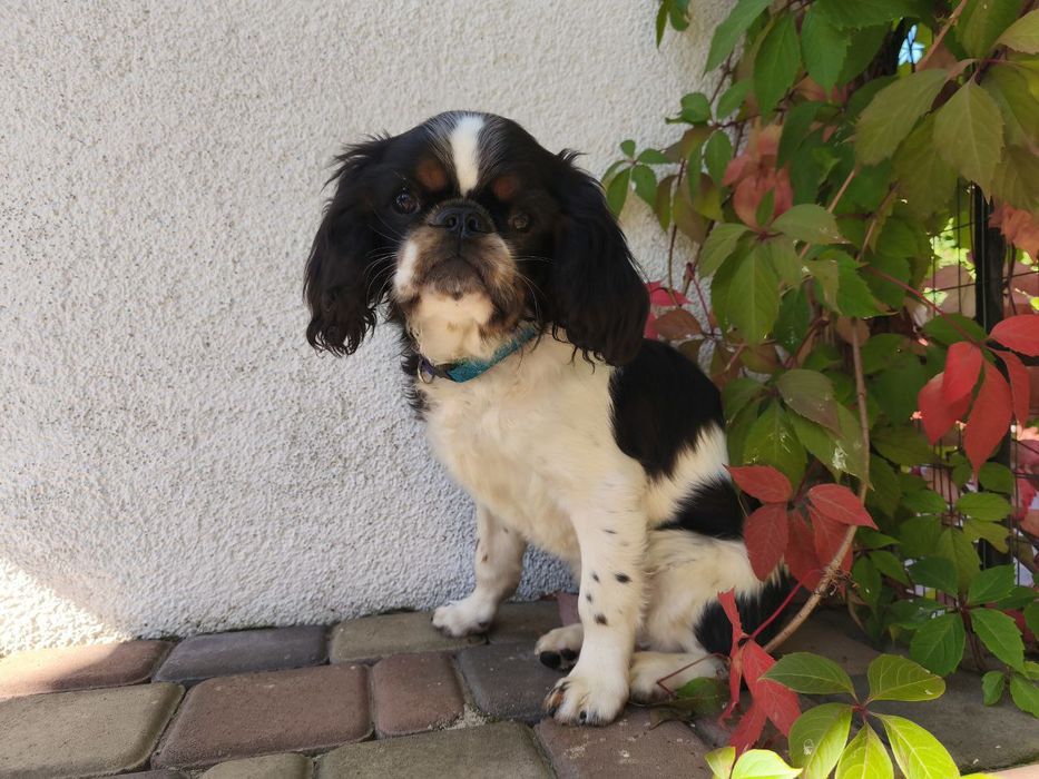 Английский той-спаниель Чарльз Кинг  Спаниель мальчик