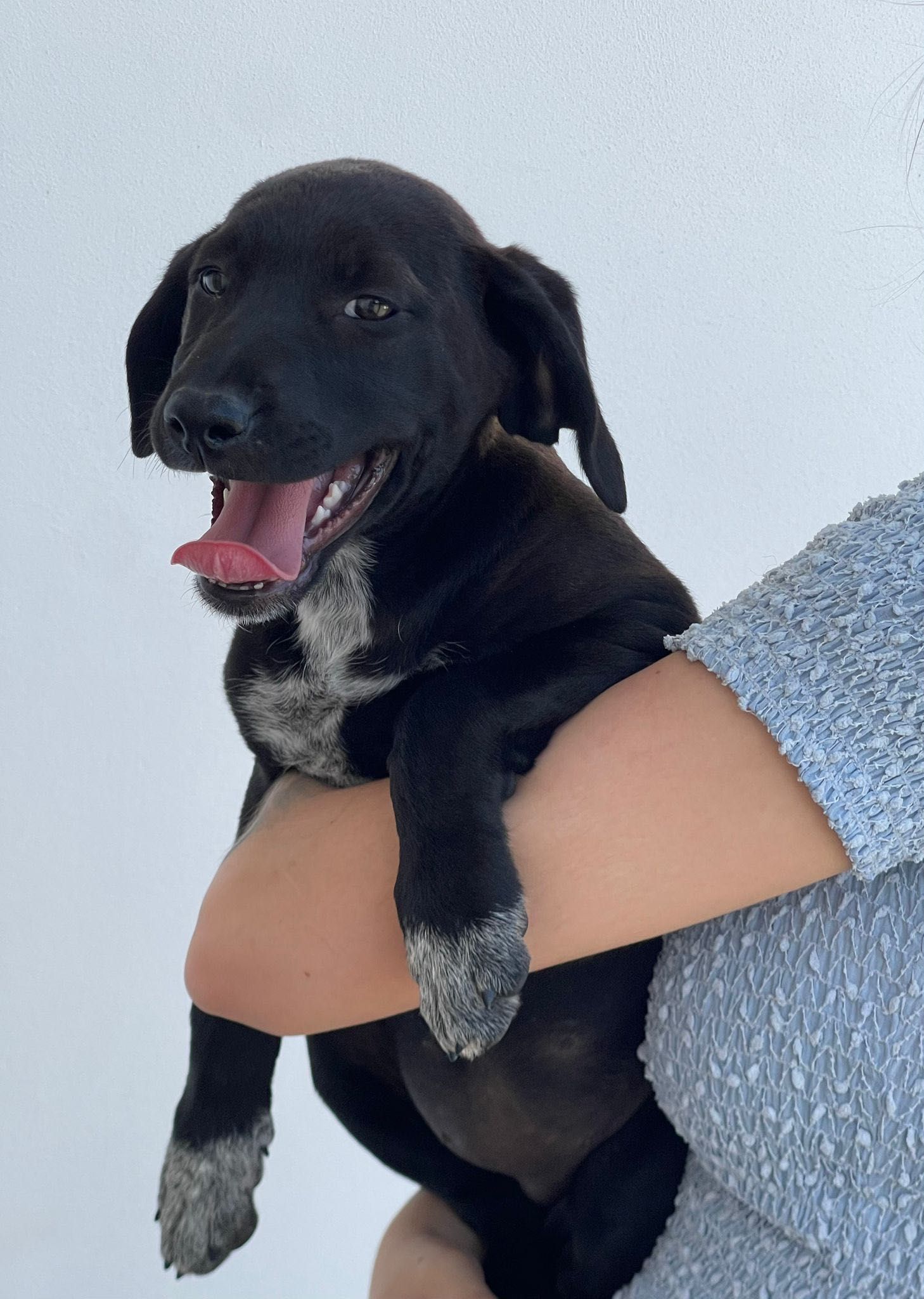 Cadela bebé para adoção RESPONSÁVEL