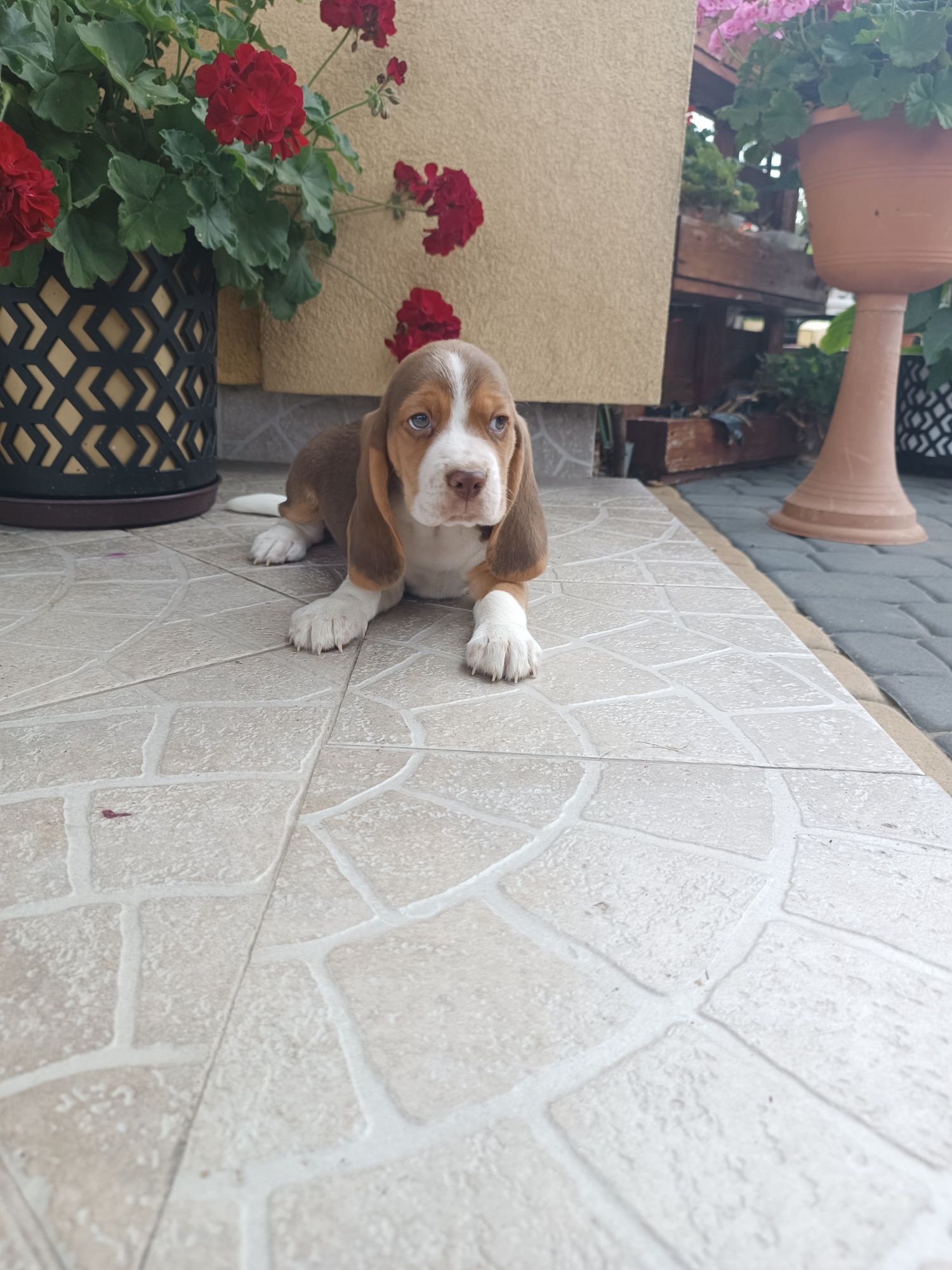Szczeniak Beagl ( chłopca)