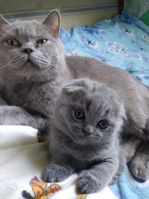 Продам котят от  породистих батьків.