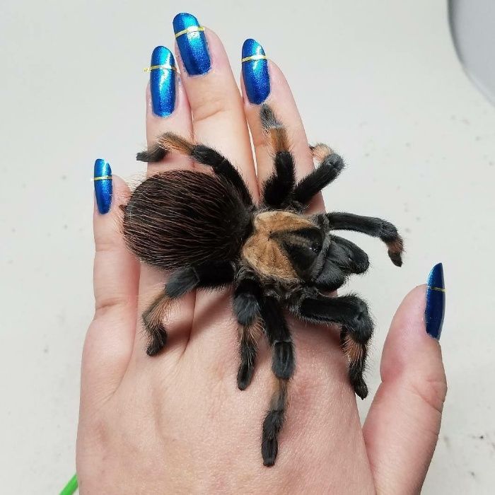 Паук птицеед для новичков живущий до 30 лет Brachypelma emilia