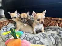 Chihuahua piesek kremowy
