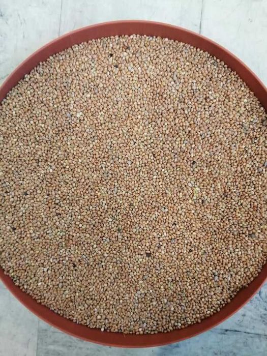 Proso żółte dla papug i ptaków egzotycznych, 10kg