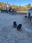 Cachorrinha Pastor Alemão