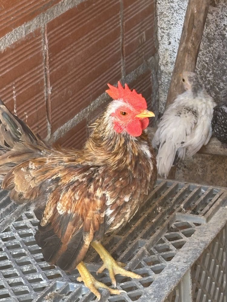 Trio de Seramas