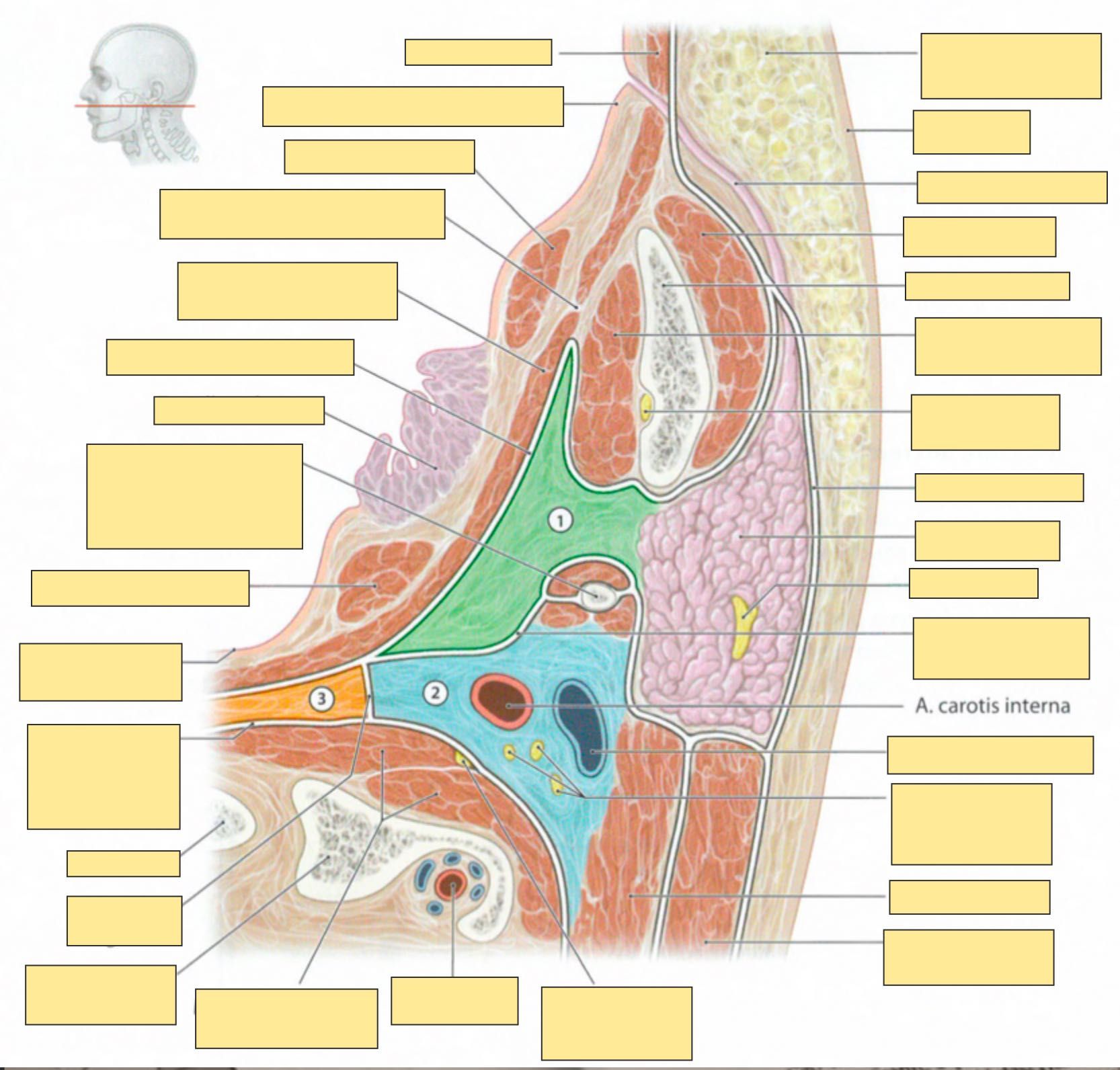 Fiszki ANATOMIA GIS - zdjęcia (Łacina + Polski!)