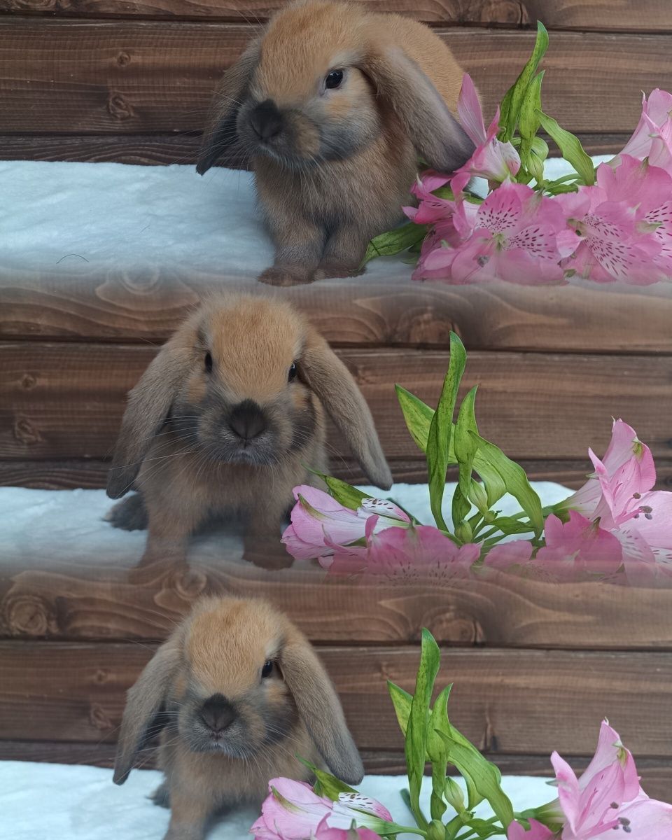 Królik baranek domowy karzełek mini lop młody