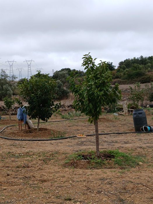 Terreno Rustico ideal para agricultura, árvores de fruta, poço de agua