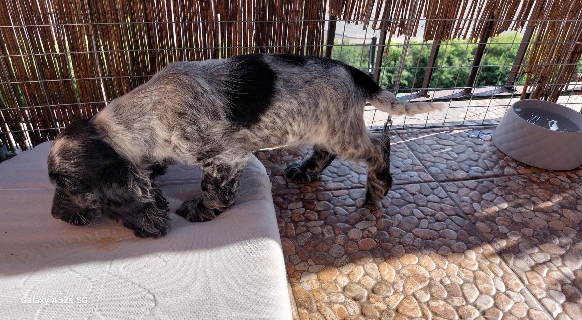 Cocer spaniel angielski piesek