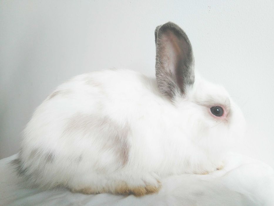 Роскошные миниатюрные Нидерландские карликовые крольчата, кролики