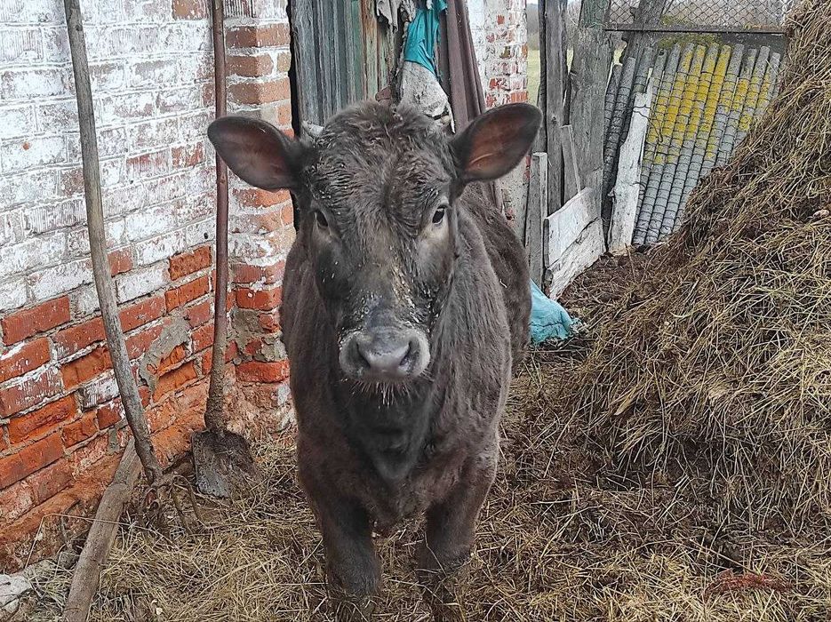 Телка, теличка, телиця.  5 міс.