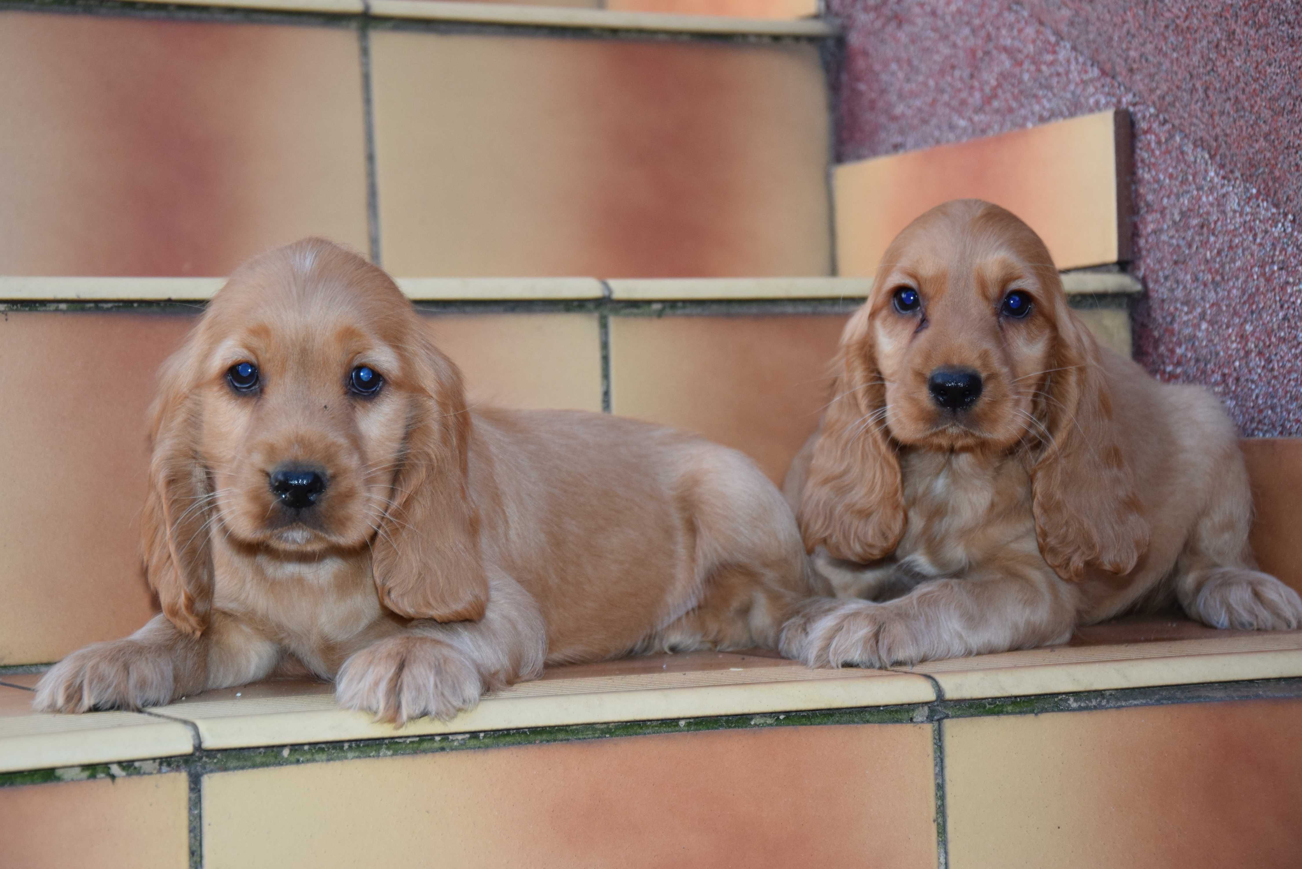 Cocker Spaniel - szczenię