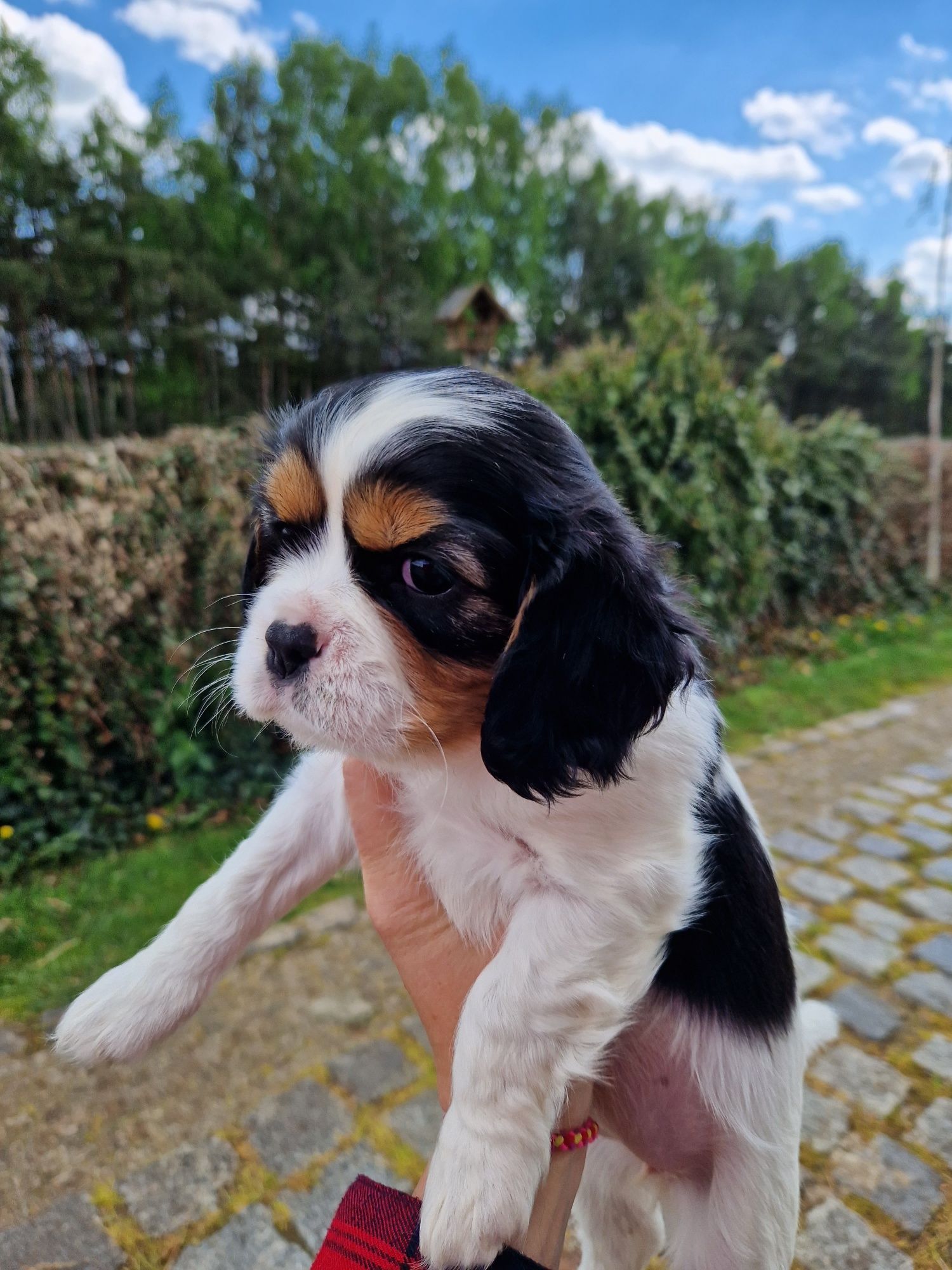 Cavalier king charles spaniel-suczka